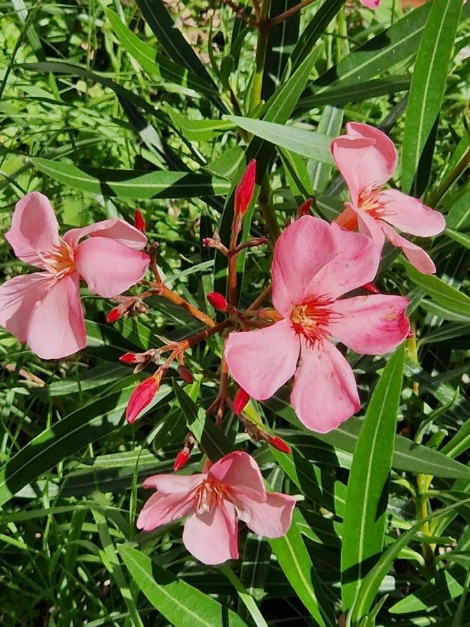 شقة Garden & View لا سبيتسْيا المظهر الخارجي الصورة